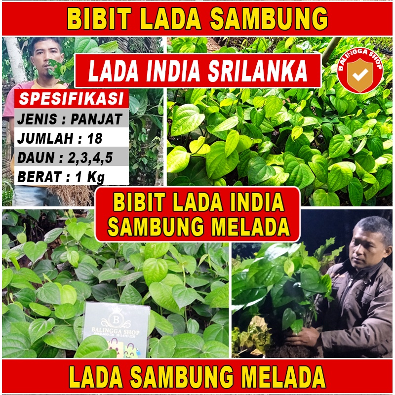 18 Bibit Lada Varietas India Sambung Melada Lada India Srilanka panjat