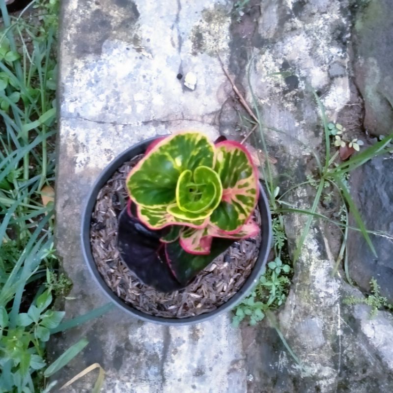 tanaman hias puring apel merah immortal