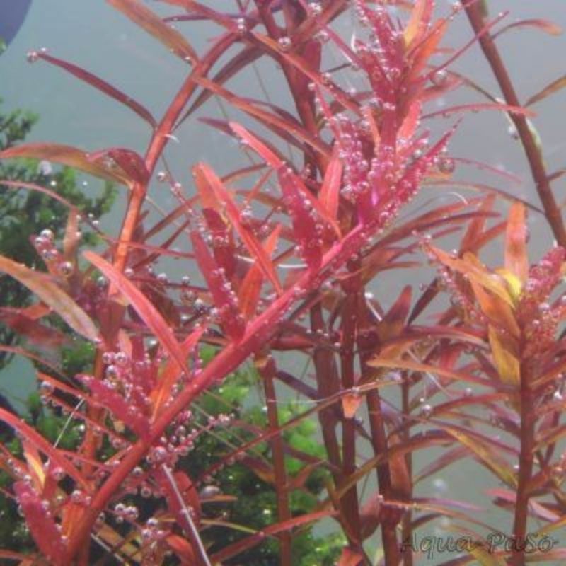 rotala colorata tanaman aquascape 20 btg. tanaman air. tanaman hias