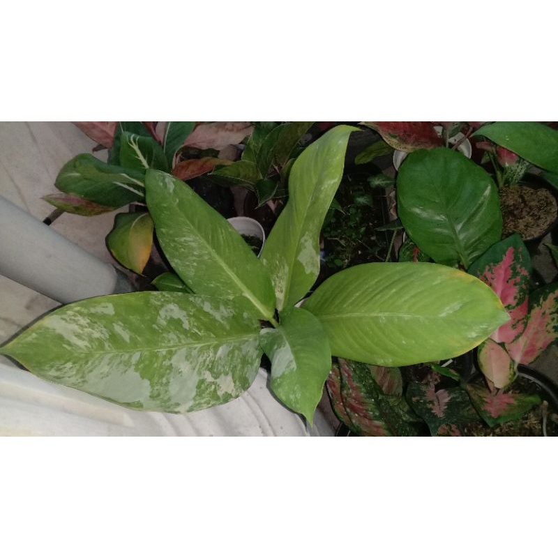 Panglima Varigata Air Mata ibu Varigata Jumbo