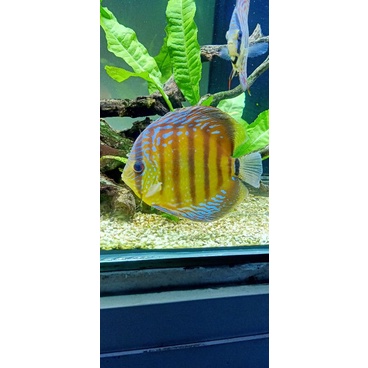 Alenquer ikan discus 4,5inc