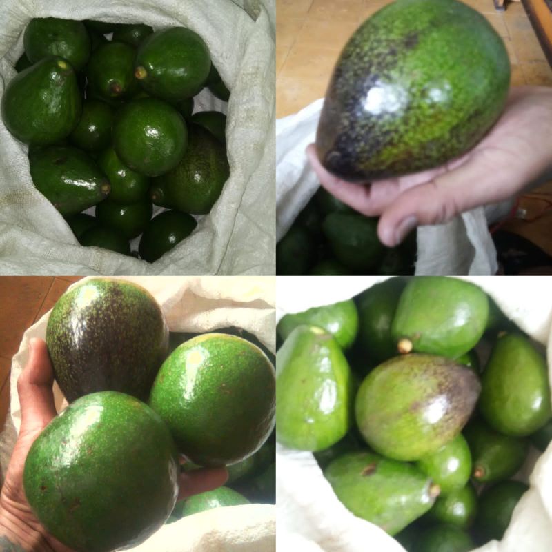 

Alpukat mentega super