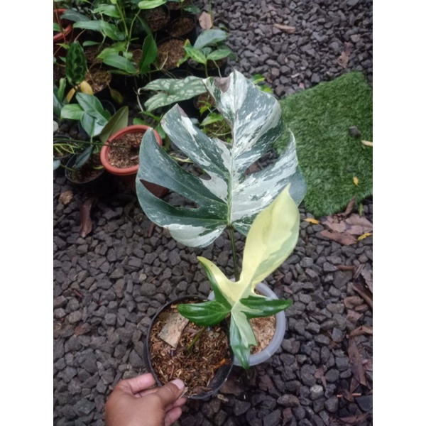Tanaman Hias Monstera Varigata Ekonomis trah marble holland white tiger