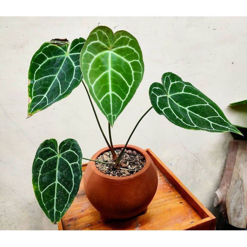 tanaman hias kuping gajah mini promo murah rimbun