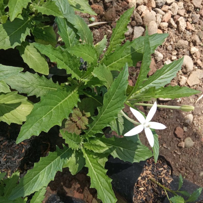 bibit tanaman herbal kitolod