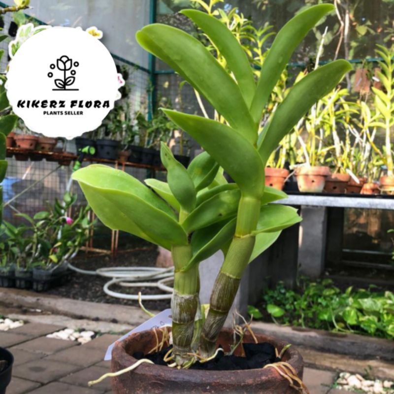 TANAMAN HIAS ANGGREK DENDROBIUM WHITE ANGEL