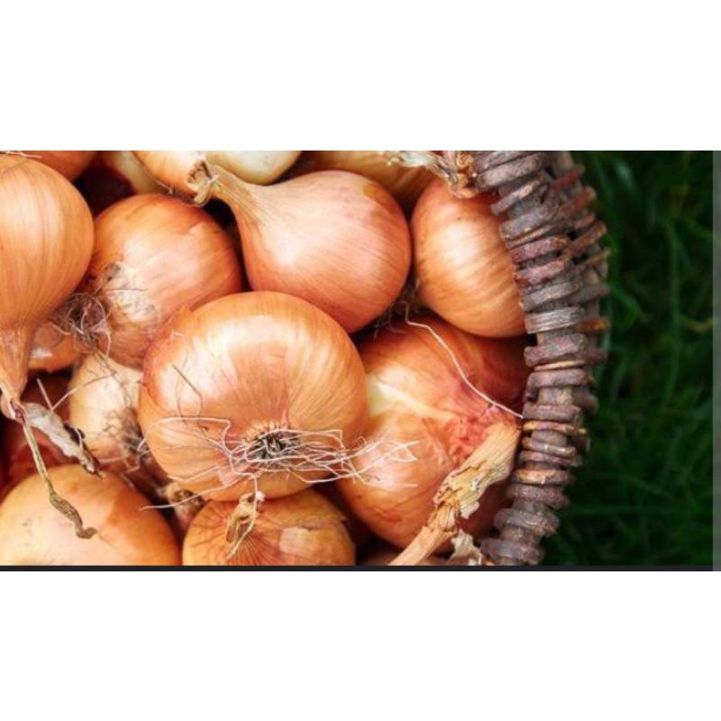 

bawang Bombay fresh great A