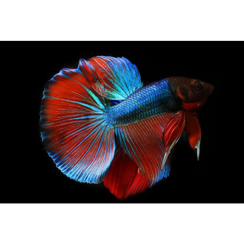 

Ikan Cupang