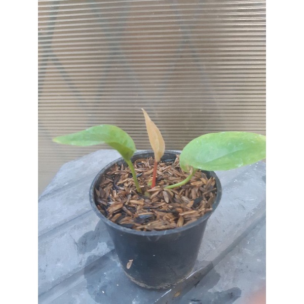 anthurium obor ( pucuk merah ) dari indukan obor merah