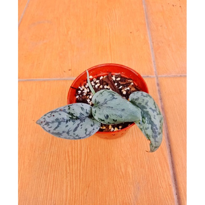 scindapsus silver lady scindapsus silverlady