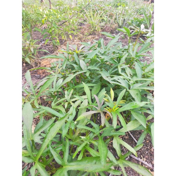 Stek bibit ubi jalar madu/Cilembu