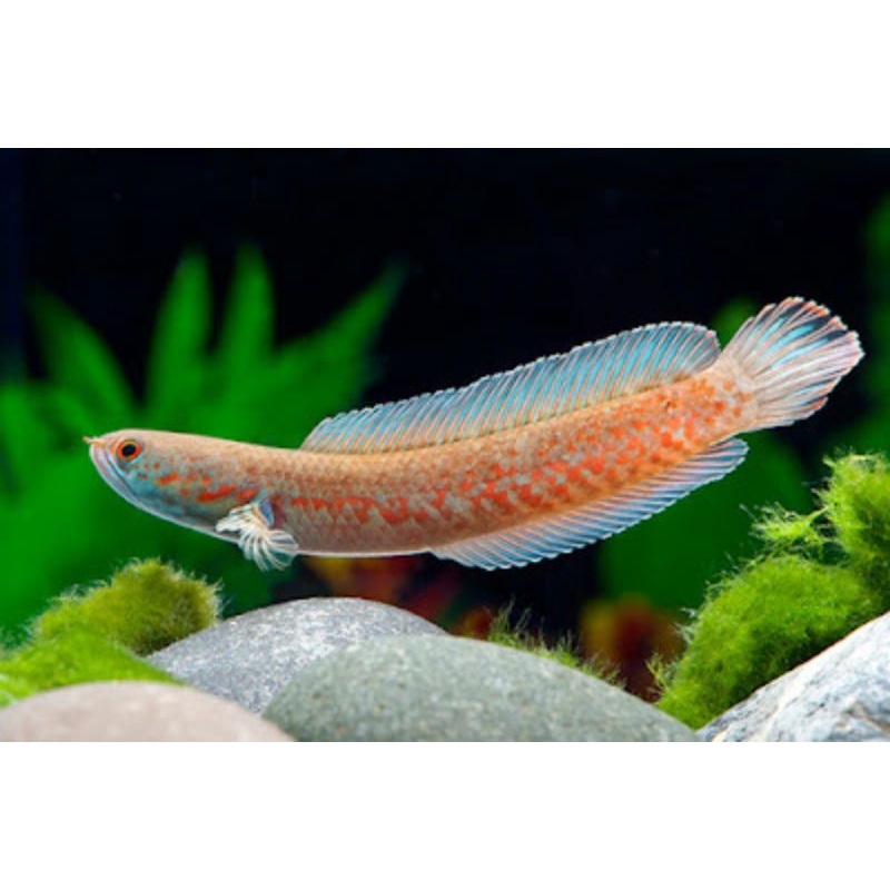 CHANA ANDRAO BERKUALITAS  UKURAN 4-6cm