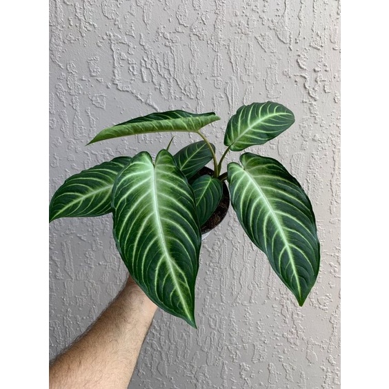 Tanaman hias caladium lindenii / antasoma lindeni