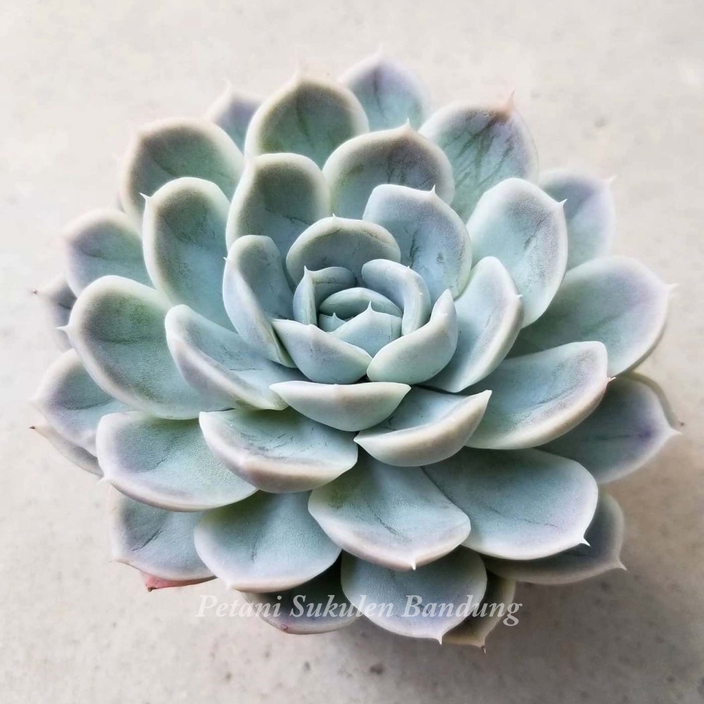 Echeveria ARTIC ICE Sukulen Kaktus elegans elegan articice lilacina pohon tanaman hias asli bukan artificial plastik dapat dikirim pot