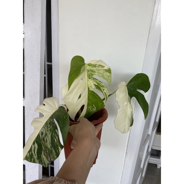 Monstera Variegata White Tiger