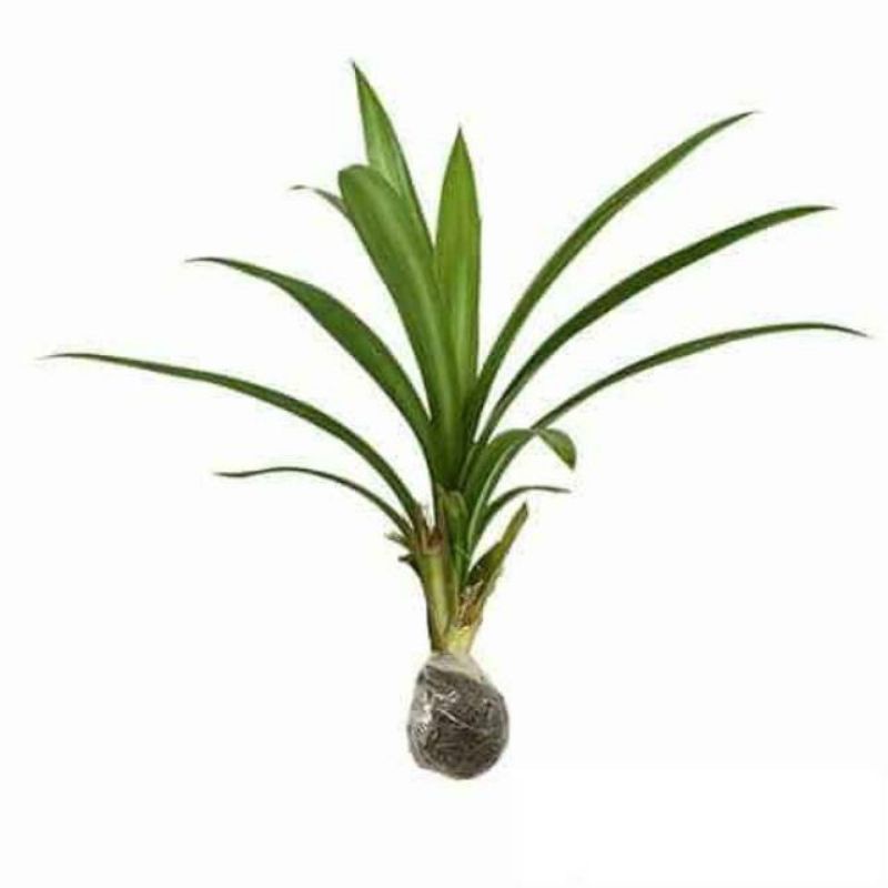 

bibit dan daun pandan