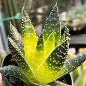 Sukulen Gasteraloe Flow