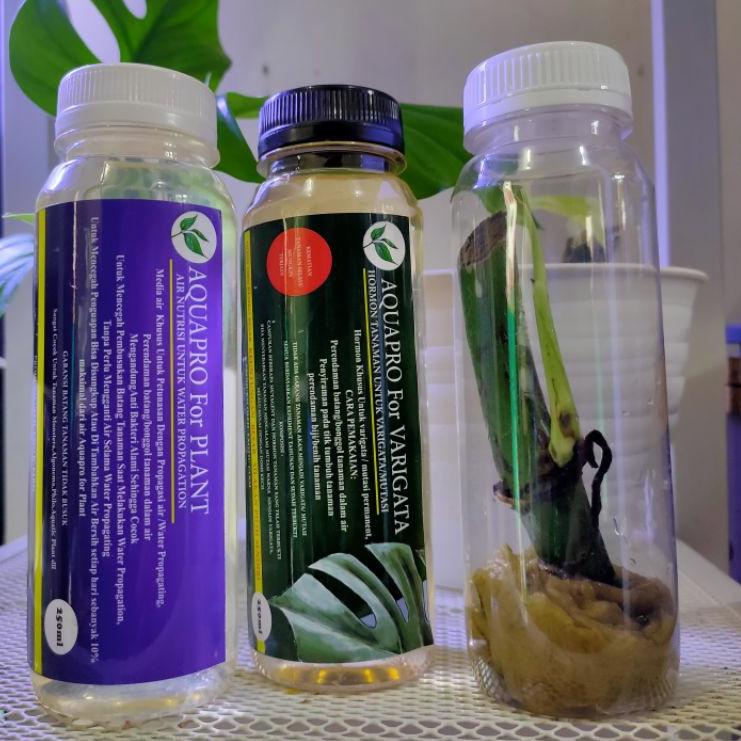 Stok terbaru Bibit MONSTERA RHAPHIDOPHORA RHADIPHORA Pertusa dan pkt Hormon Varigata gas !!