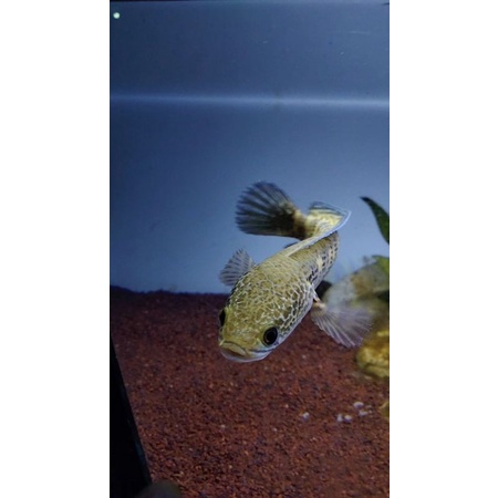 RARE ITEM AURANTI KOLEKSI SENDIRI AURANTI KUNING / YELLOW BASIC CALICO SIZE 15-16-17 CM SUDAH FLERIN