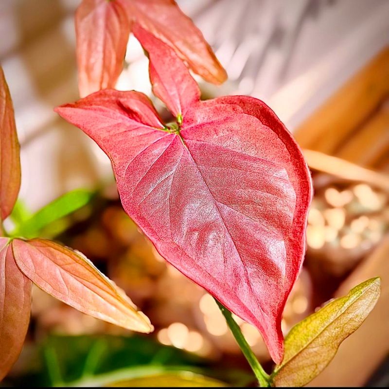 Syngonium pink allusion/ Tanaman hias varigata / janbol monstera varigata/ tanaman hias bunga/ tanam
