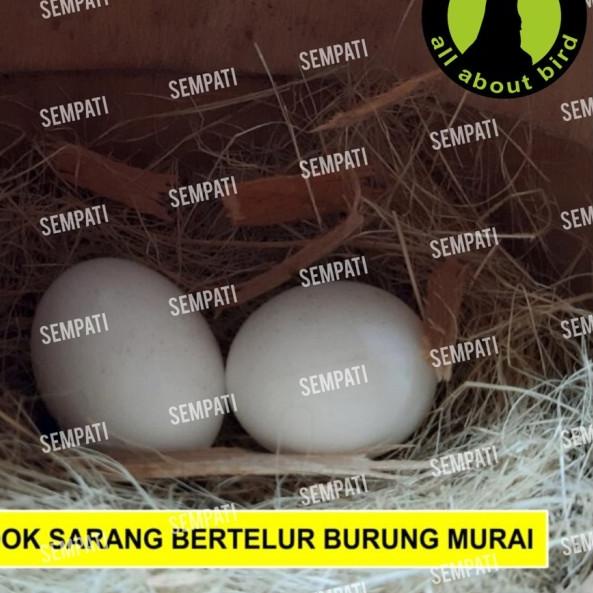 GLODOK MURAI BATANG KAYU SARANG TERNAK TEMPAT BERTELUR BURUNG GLDM