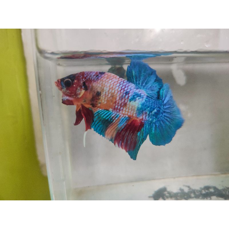 ikan cupang giant multicolor