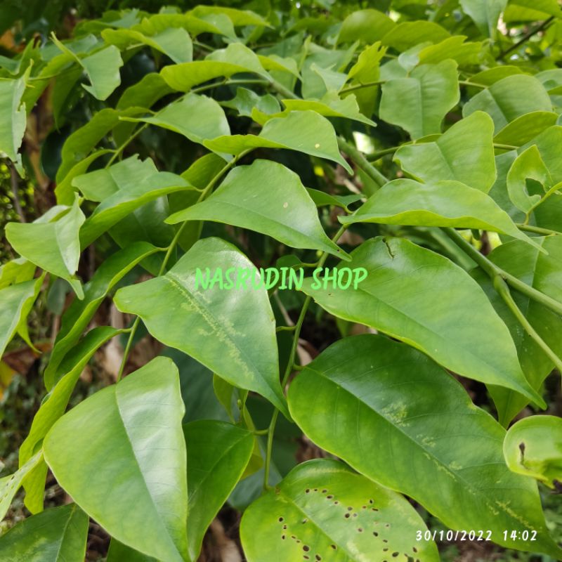 

[Fresh] DAUN ANGSANA 1KG SEGAR LANGSUNG PETIK / PTEROCARPUS INDICUS / DAUN SONOKEMBANG / ASAN / SENA