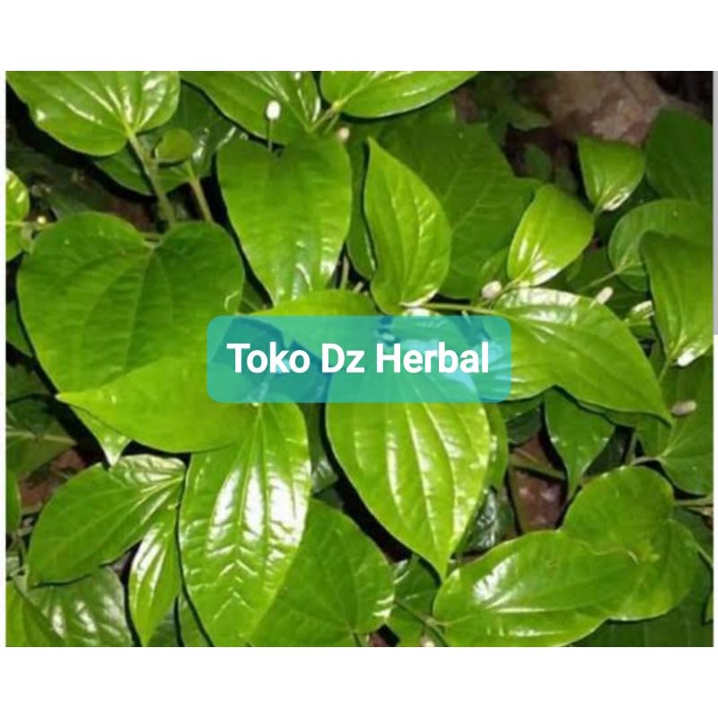 

Daun karuk segar 250 gram / daun sirih tanah-az