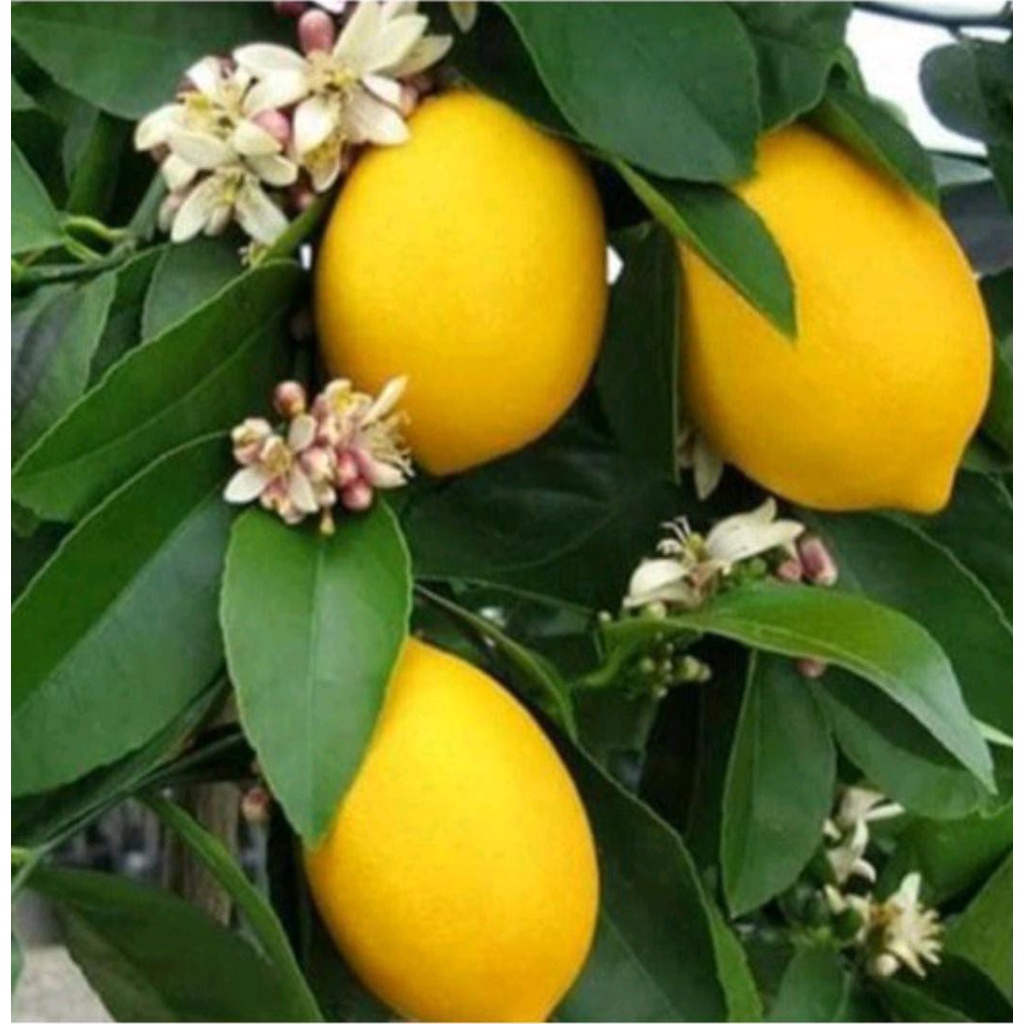 Bibit buah jeruk lemon tea california okulasi/cangkok ASLI cepat berbuah bibit tanaman unggul jeruk lemon california termurah pohon jeruk lemon california okulasi bibit jeruk lemon cangkok