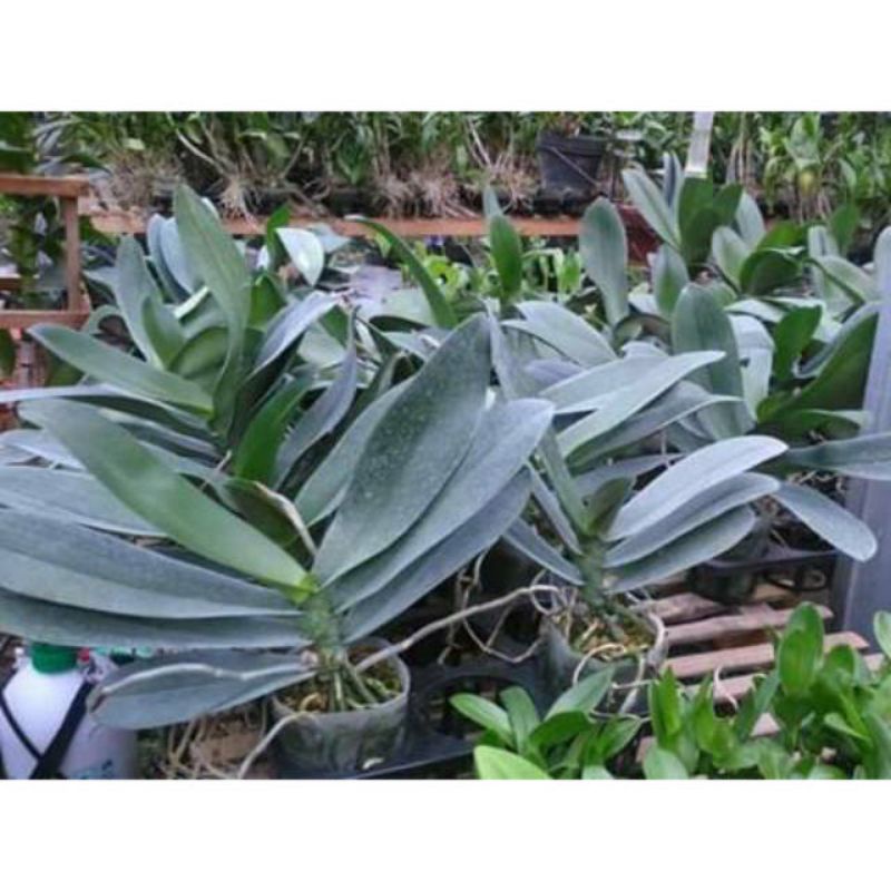 ANGGREK BULAN DEWASA JUMBO