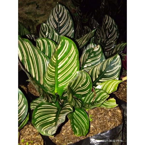Calathea Batik Ornata