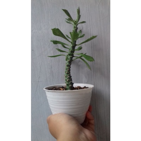 kaktus sukulen - euphorbia monadenium