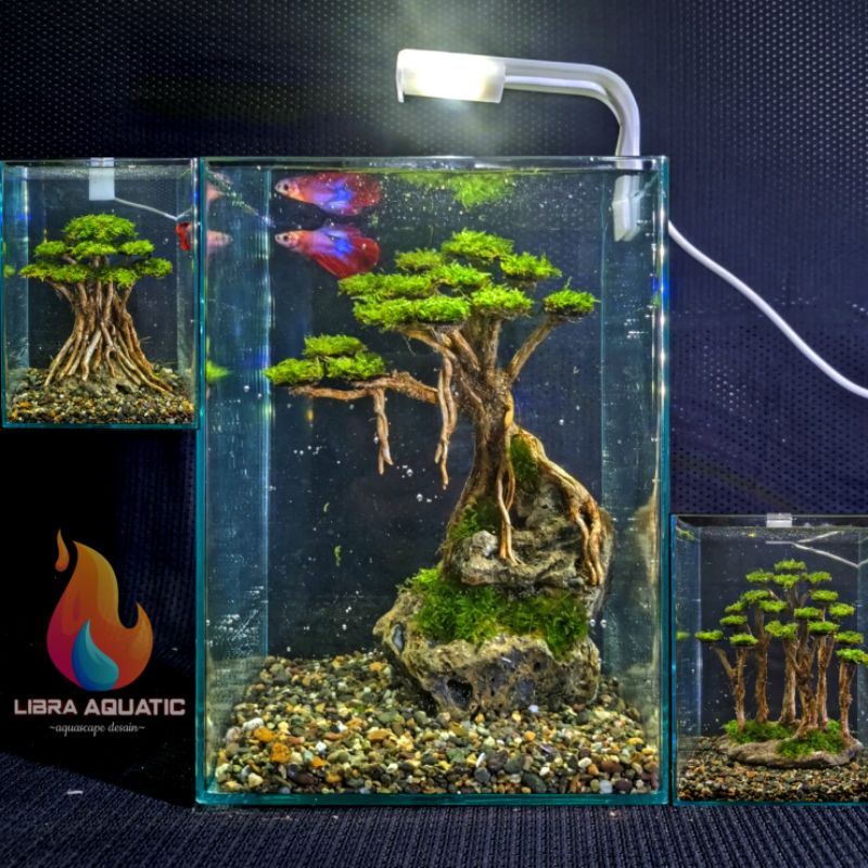 PAKET AQUASCAPE FULLSET LENGKAP AQUARIUM BONSAI