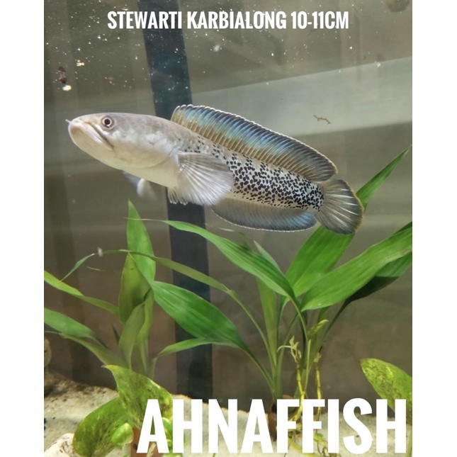 STEWARTI KARBI 10-11CM SINGLE TANK PROGRES
