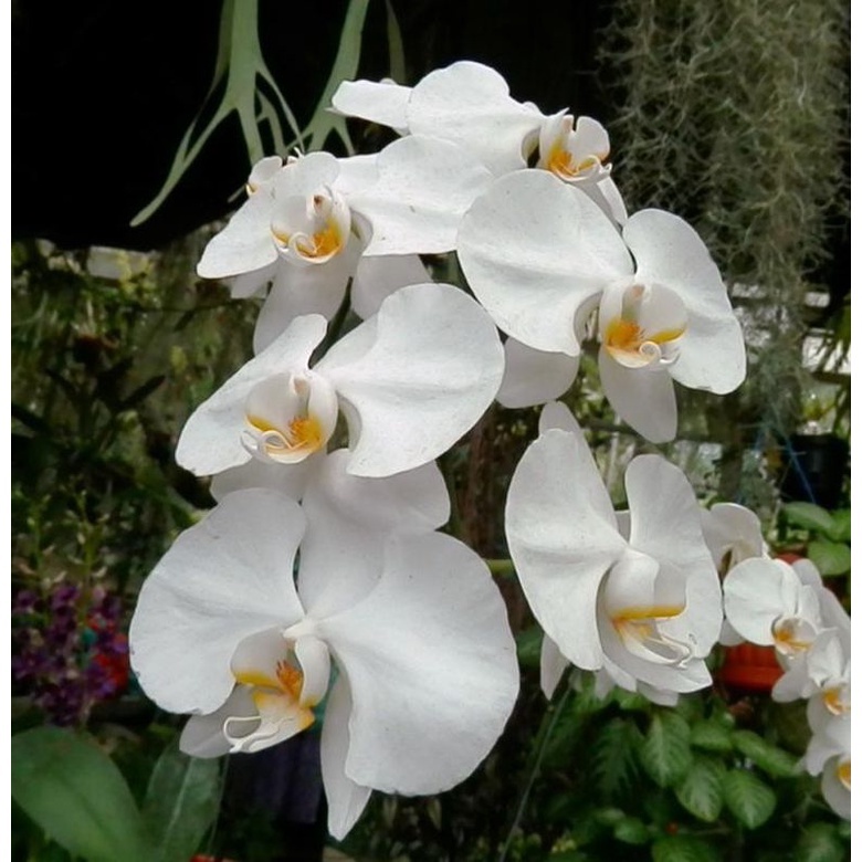 ( COD ) Bunga caladium anggrek bulan/ tanaman keladi anggrek bulan / tanaman hias hidup/ tanaman hia