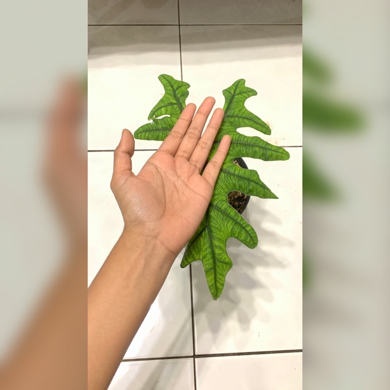 Alocasia Jacklyn Dewasa