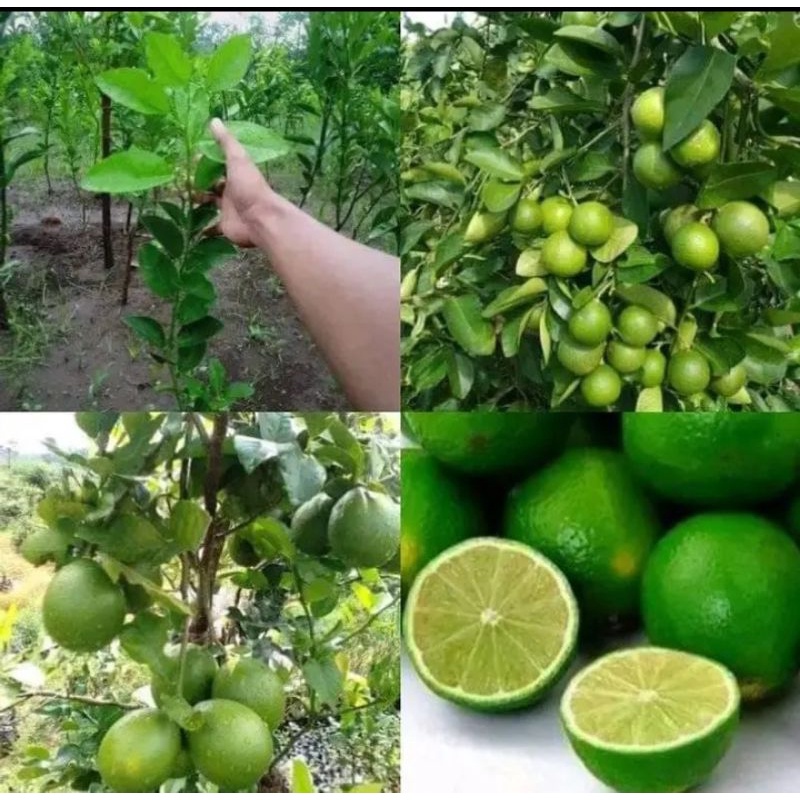 bibit jeruk nipis okulasi