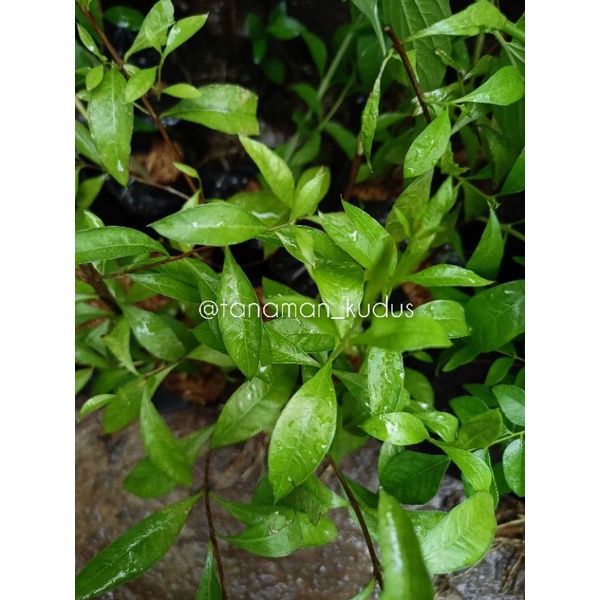 TANAMAN PACAR KUKU/ PACAR ARAB/ INAI