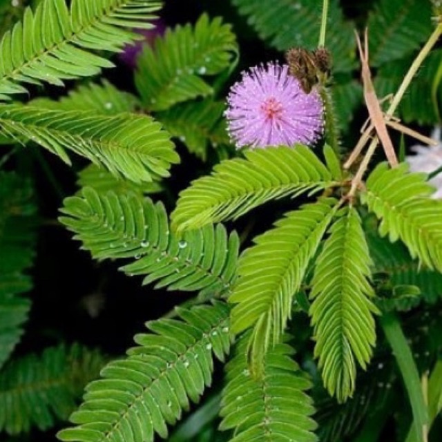 

daun putrimalu segar petik langsung dadakan