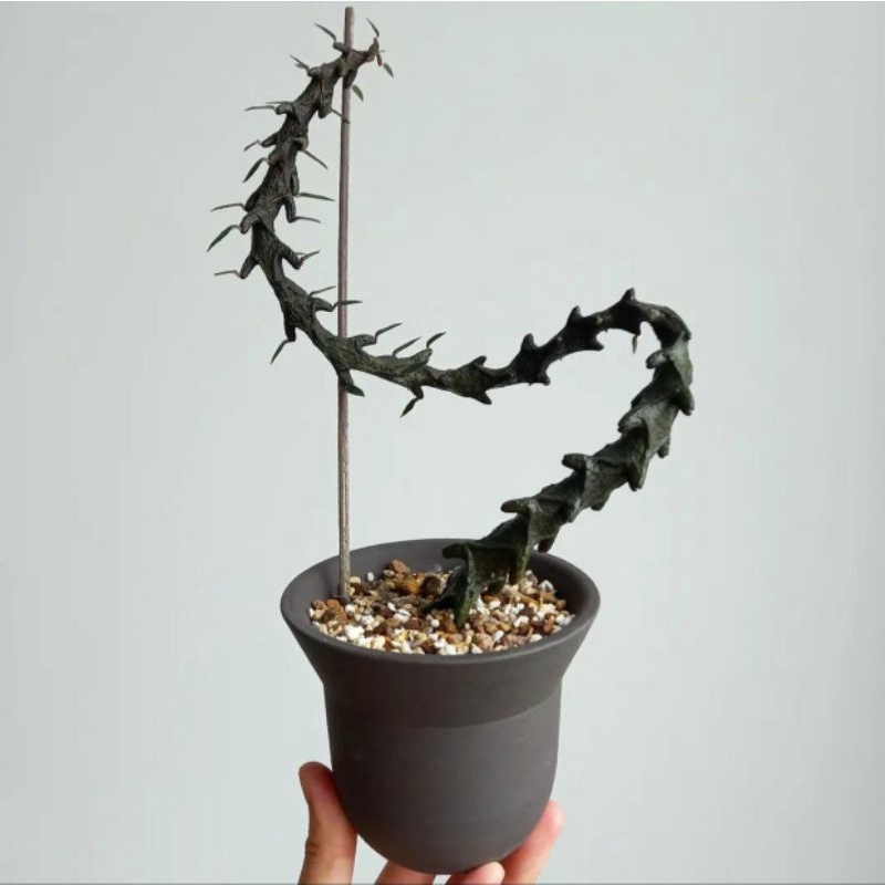 CEROPEGIA BOSSERI / KAKTUS EKOR NAGA / KAKTUS IMPORT / BIBIT KAKTUS / KAKTUS UNIK / KAKTUS PREMIUM