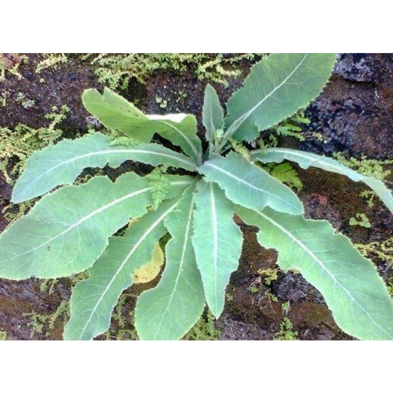 

daun tempuyung segar