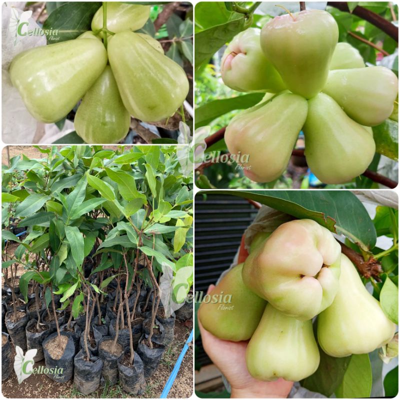 Bibit Tanaman Buah Jambu Air Madu Deli Jumbo Okulasi