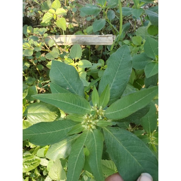 

daun sena herbal daun katemas 150 grm