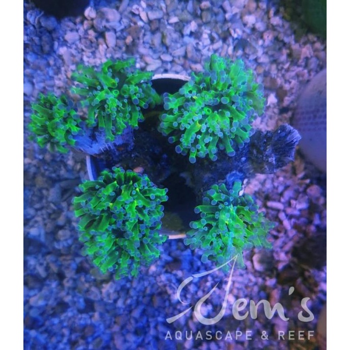 

Coral Karang Babut Hijau Metalik tip Ungu Non COD