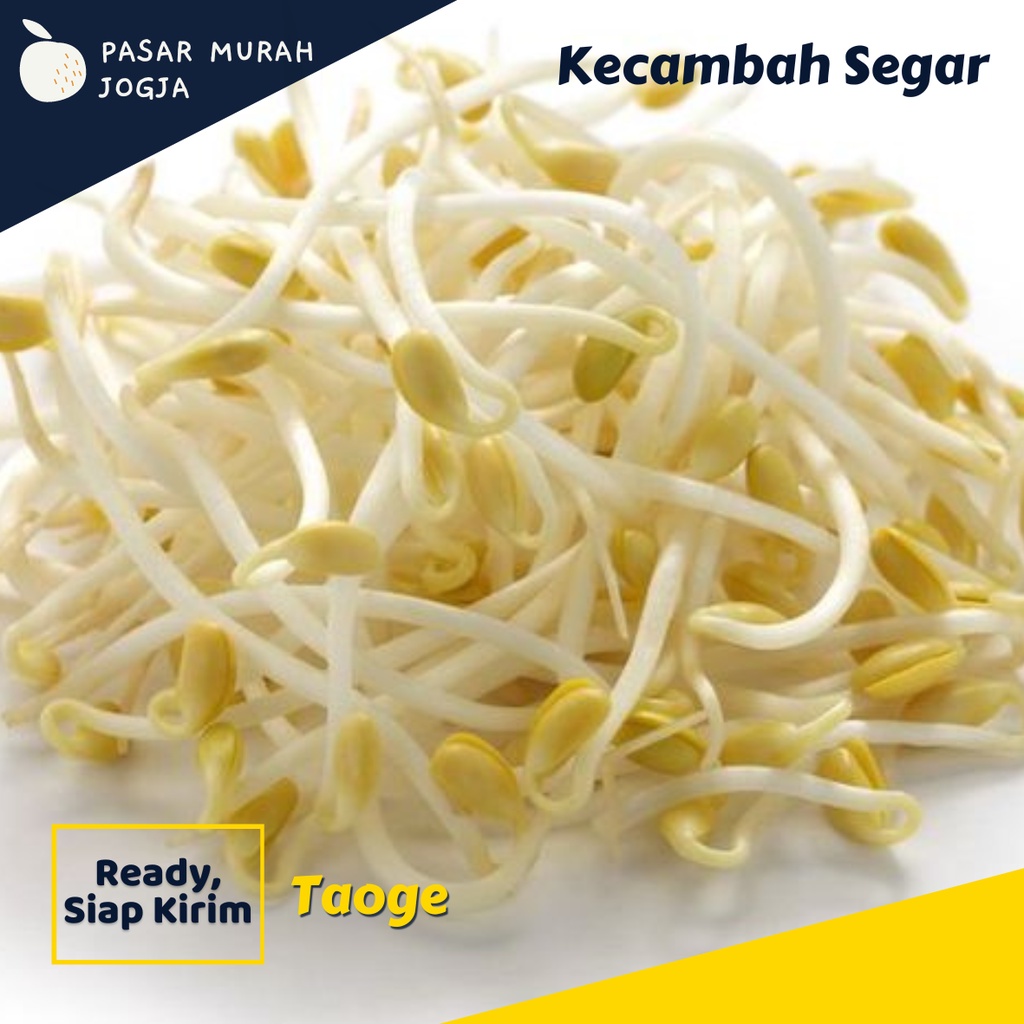 

Sayur Tauge 250gr Kecambah Sayuran Segar Pasar Murah Jogja