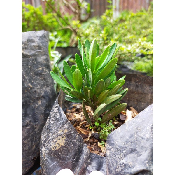 Lohansung Blue Cincuan ORI/ Lohansung Blue Cuan ORI