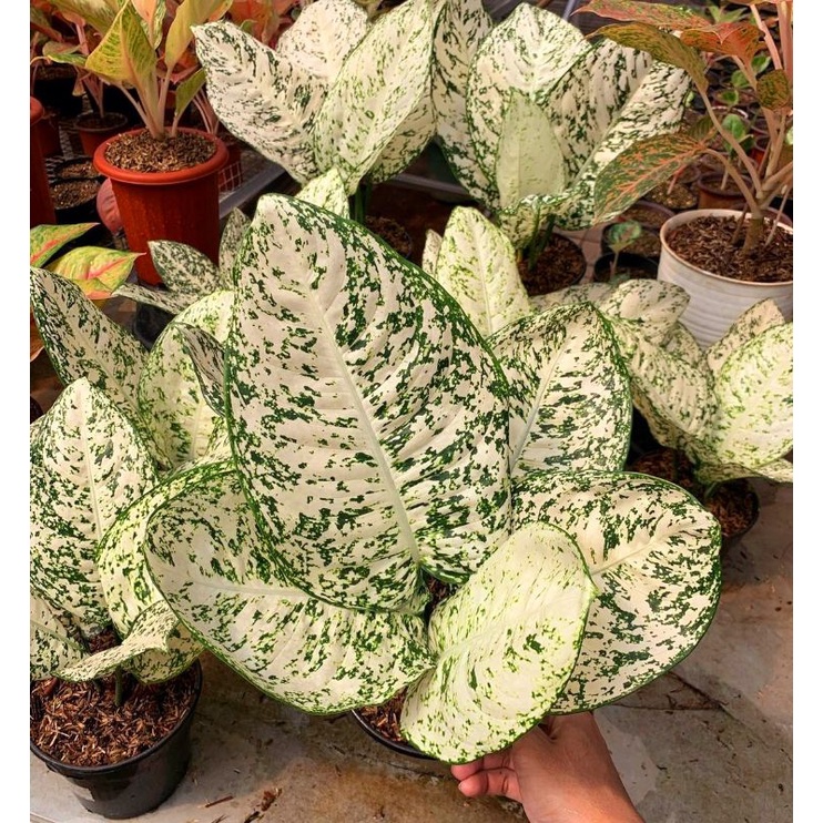 Aglonema Big Leaf Mutasi Tanaman Hias Bunga Aglaonema Murah Merah BUKAN bonggol bibit - tanaman hias