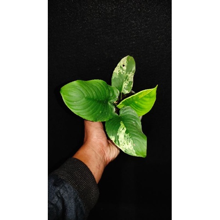 homalomena SP Varigata