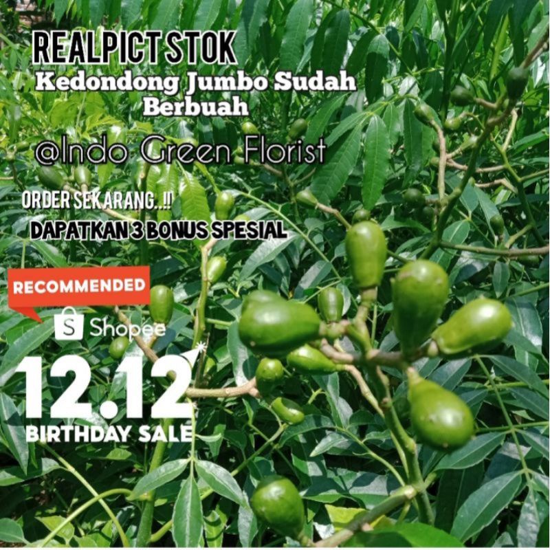 Bibit Buah Kedondong Sudah Berbuah / berbunga