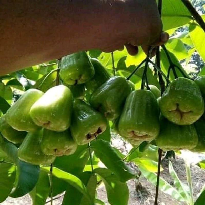 bibit jambu air cincalo tebu